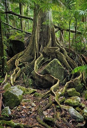 árbol de Koto